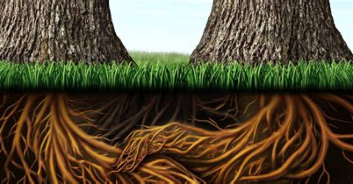How Do You Remove Redwood Roots?