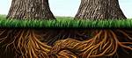 How Do You Remove Redwood Roots?