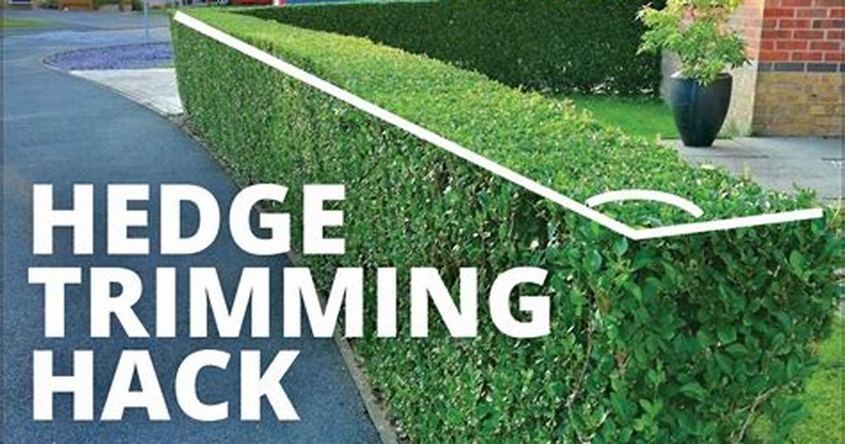 How Do You Remove Scale from Hedges?