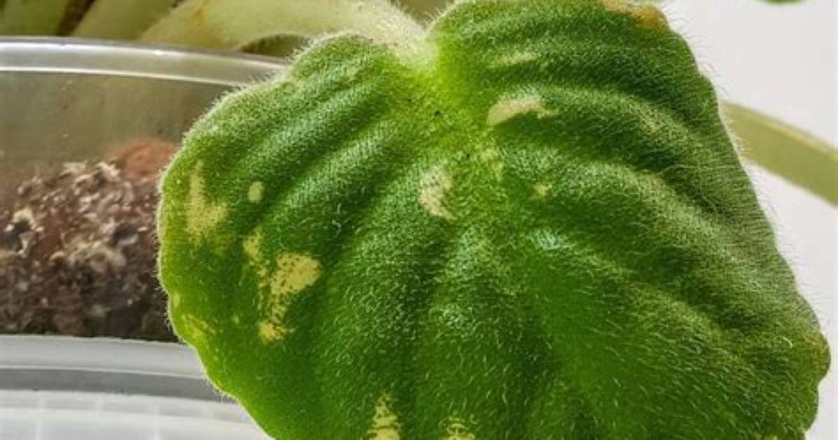 How Do You Reverse Chlorosis?