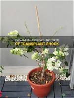 How Do You Revive a Bougainvillea Transplant?