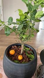 How Do You Revive a Dying Calamondin?