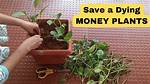 How Do You Revive a Dying Money Tree?