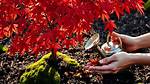 How Do You Revive a Japanese Maple Tree?