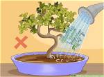 How Do You Revive an Outdoor Bonsai Tree?