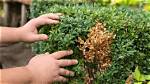 How Do You Revive an Outdoor Shrub?