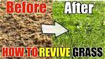 How Do You Revive an Unhealthy Lawn?