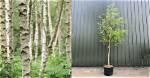How Do You Revive Silver Birch?