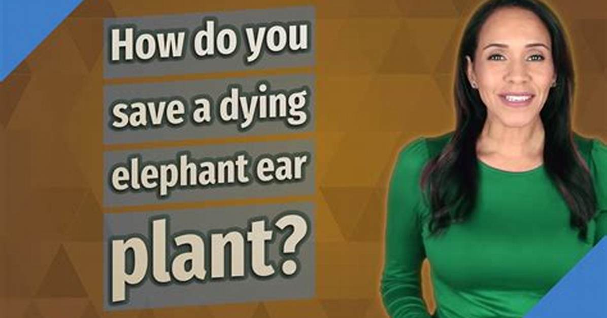 How Do You Save a Dying Elephant Ear Plant?