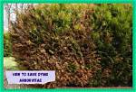 How Do You Save a Dying Evergreen Tree?