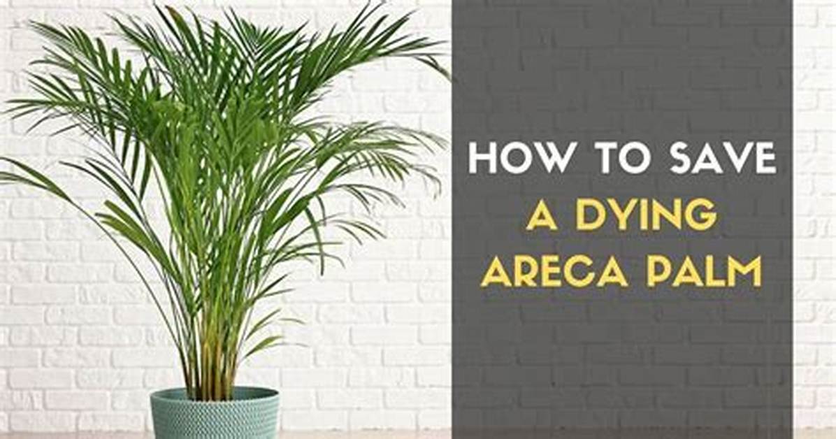 How Do You Save a Dying Palm Tree?