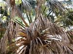 How Do You Save a Dying Queen Palm Tree?