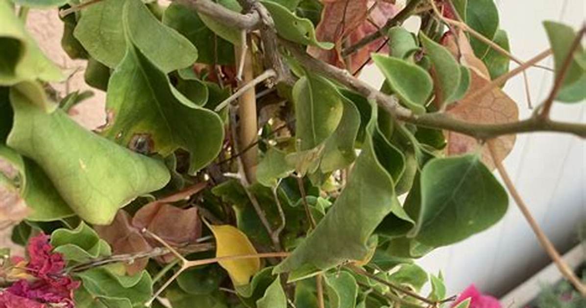 How Do You Save an Overwatered Bougainvillea?