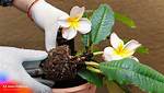 How Do You Stop a Plumeria from Killing?