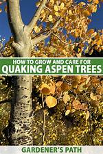 How Do You Stop a Quaking Aspen?