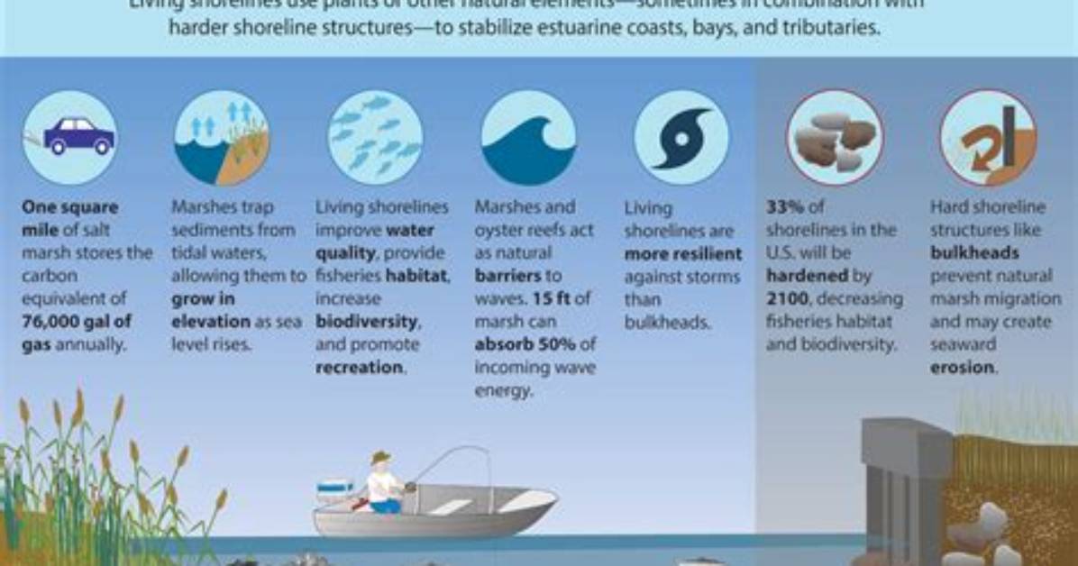 How Do You Stop a Shoreline from Eroding?
