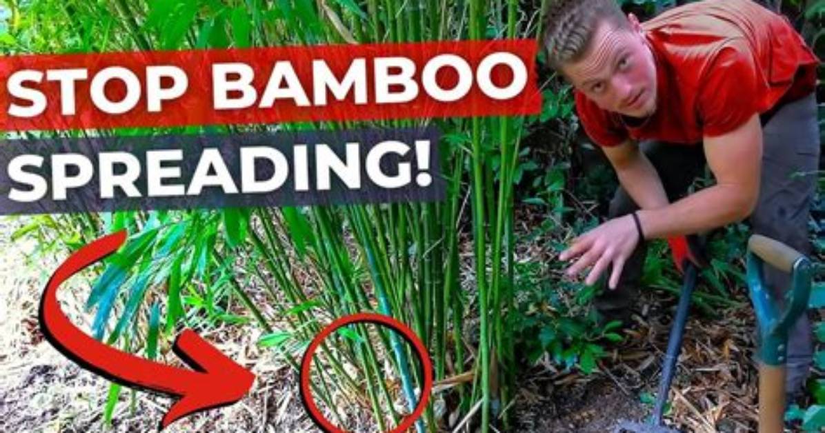 How Do You Stop Bamboo Invasions?