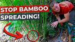 How Do You Stop Bamboo Invasions?