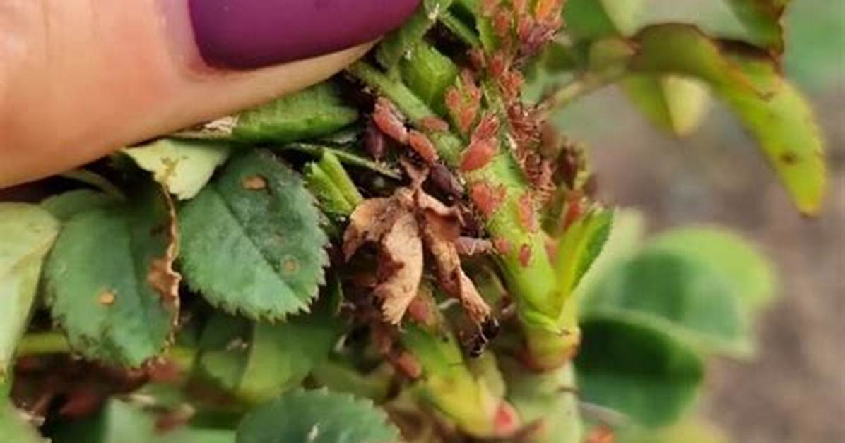 How Do You Stop Bugs Eating Rose Leaves?