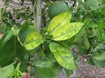How Do You Stop Citrus Greening?