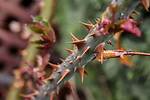 How Do You Stop Thorns from Growing Back?