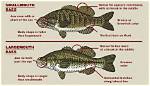 How Do You Tell If Your Bass Is Broken?