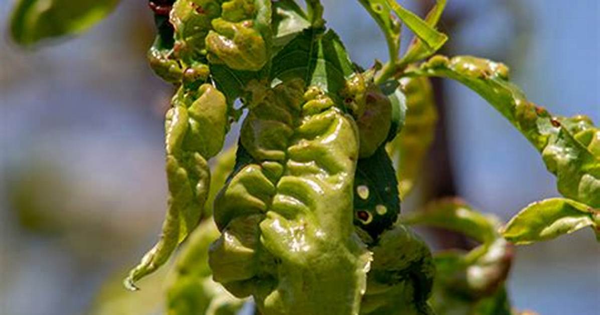 How Do You Treat a Curly Leaf on a Nectarine Tree?
