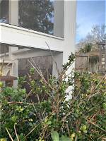 How Do You Treat a Diseased Shrub?