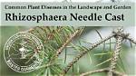How Do You Treat a Needle Cast on a Spruce Tree?