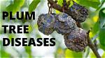 How Do You Treat a Sick Plum Tree?