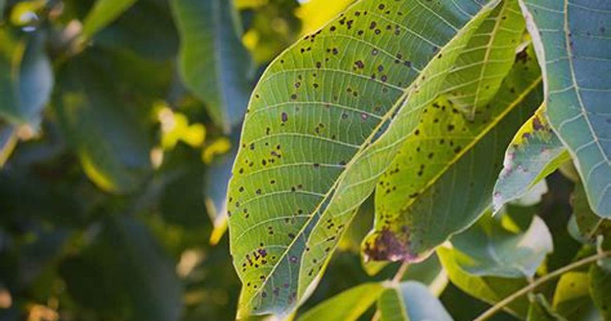 How Do You Treat Anthracnose in Trees?