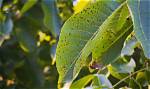 How Do You Treat Anthracnose in Trees?