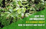 How Do You Treat Anthracnose on Ash Trees?