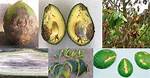How Do You Treat Avocado Disease?