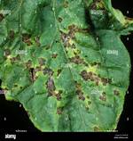 How Do You Treat Bacterial Blight on Lilacs?