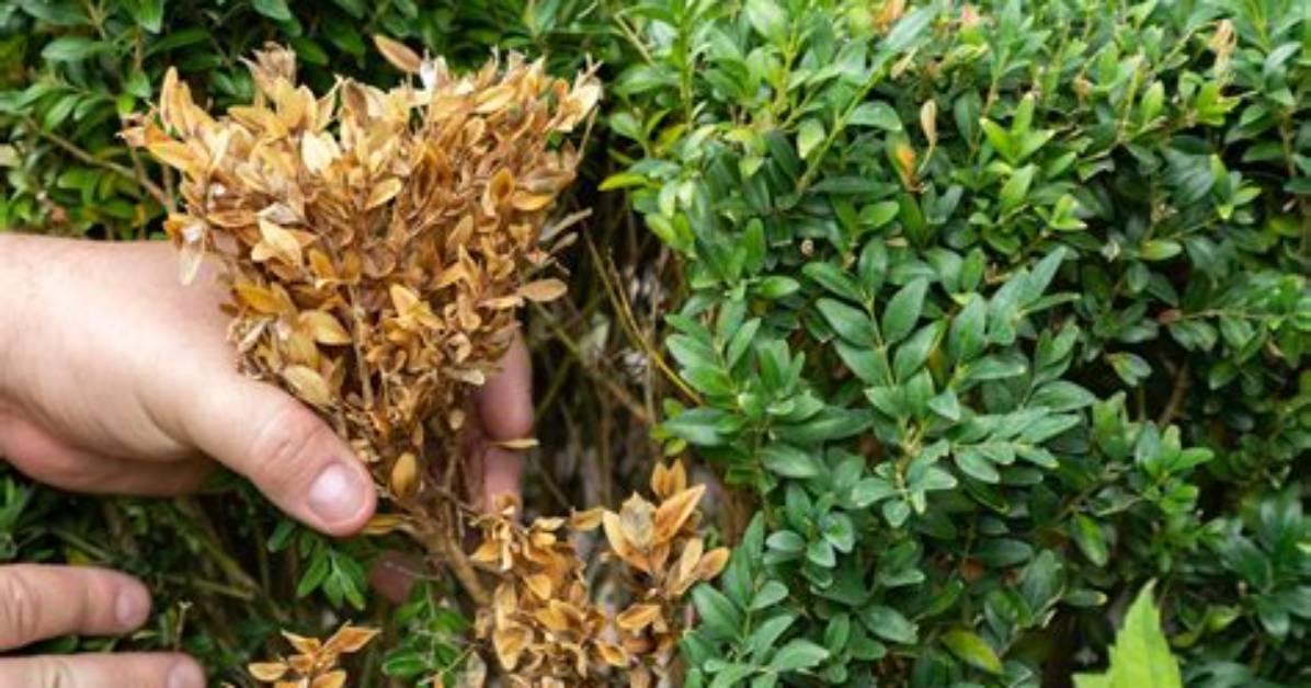 How Do You Treat Boxwood Brown Leaves?