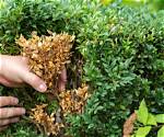 How Do You Treat Boxwood Brown Leaves?