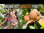 How Do You Treat Brown Rot on Apple Trees?