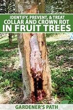 How Do You Treat Collar Rot?