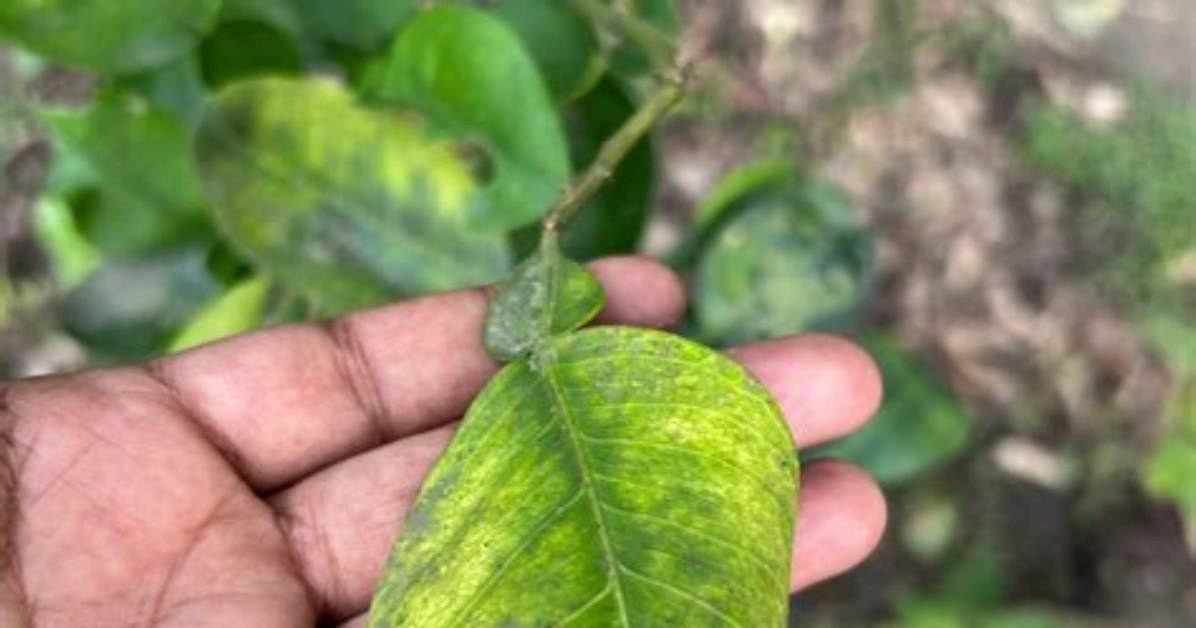 How Do You Treat Curly Leaves on a Peach Tree?