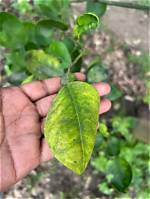 How Do You Treat Curly Leaves on a Peach Tree?