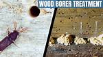 How Do You Treat Dogwood Borer?