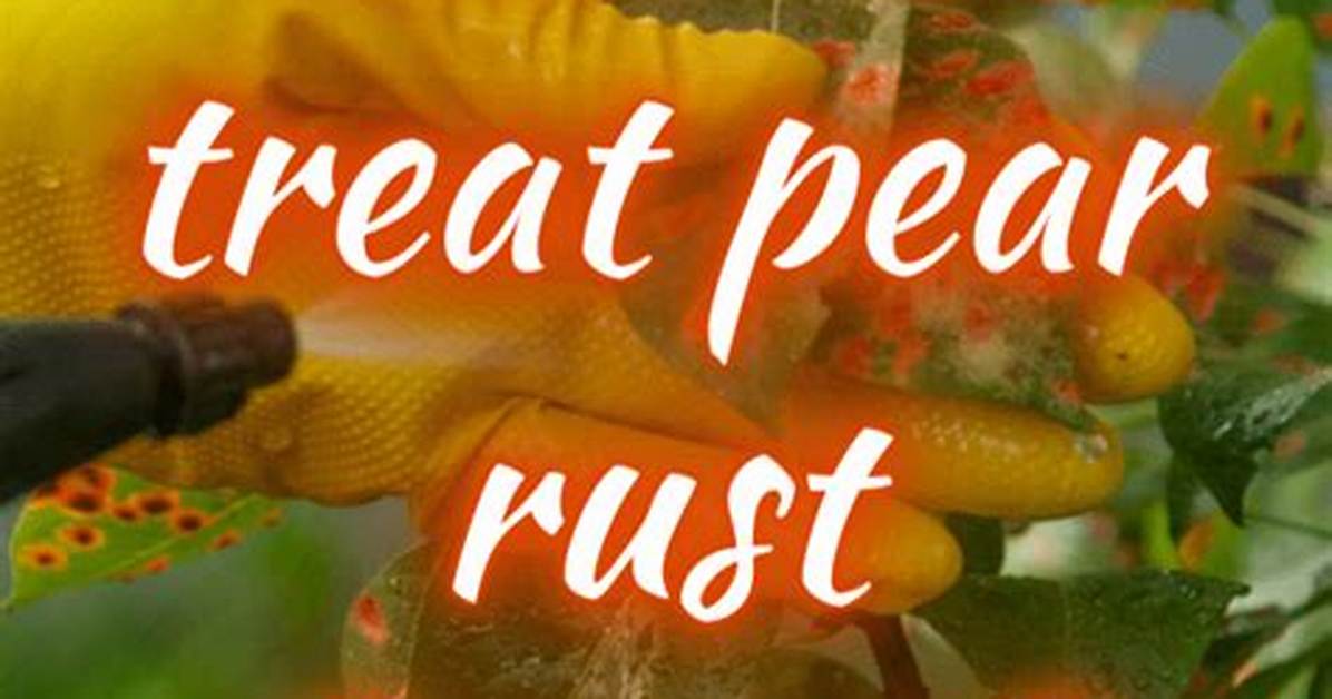 How Do You Treat Fungus on a Peach Tree?