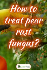 How Do You Treat Fungus on a Lime Tree?