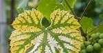 How Do You Treat Grape Vine Disease?