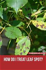 How Do You Treat Leaf Spots on a Pear Tree?