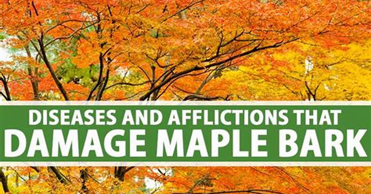 How Do You Treat Maple Fungus?