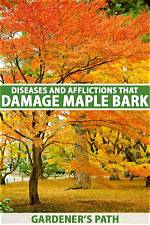 How Do You Treat Maple Fungus?