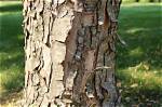 How Do You Treat Peeling Bark on Trees?
