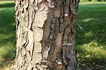 How Do You Treat Peeling Bark?